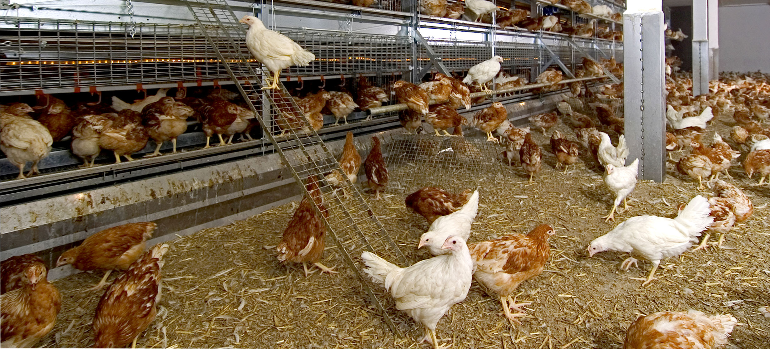 This image for Image Layouts addon