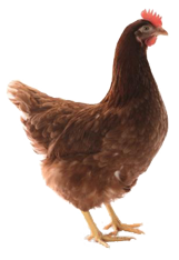 This image for Image Layouts addon